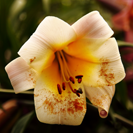Flower Poem 1